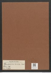Denticula lauta Bail. (de-Toni-Nr.: Genus 49, Species 2199) Zeichnungen Sammlung Grunow Mappe 02412 (Herbarium_W_Grunow_drawings_Folder_02412)